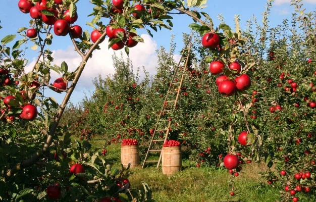 Does a Vegan Diet have a Positive impact on the Environment?