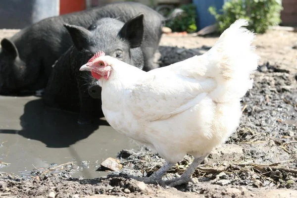 Does a Vegan Diet have a Positive impact on the Environment?